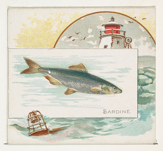 :Sardine from Fish from American Waters series for Allen & G-16x12"(A3) Poster