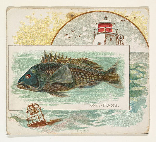 :Sea Bass from Fish from American Waters series for Allen & -16x12"(A3) Poster