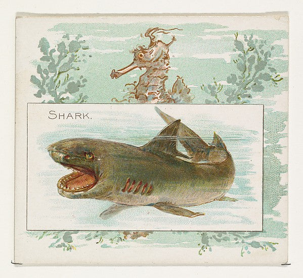 :Shark from Fish from American Waters series for Allen & Gin-16x12"(A3) Poster