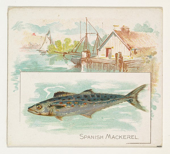 :Spanish Mackerel from Fish from American Waters series for -16x12"(A3) Poster