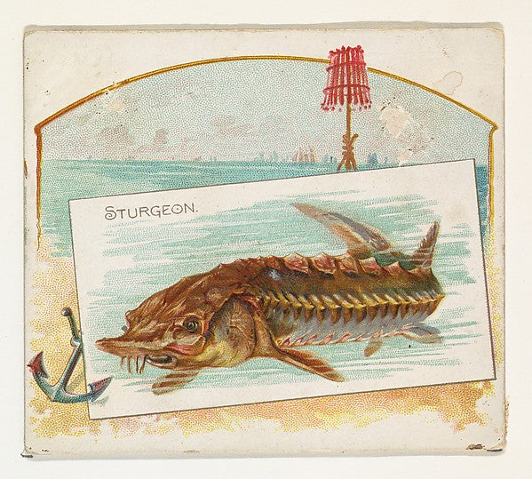 :Sturgeon from Fish from American Waters series for Allen & -16x12"(A3) Poster