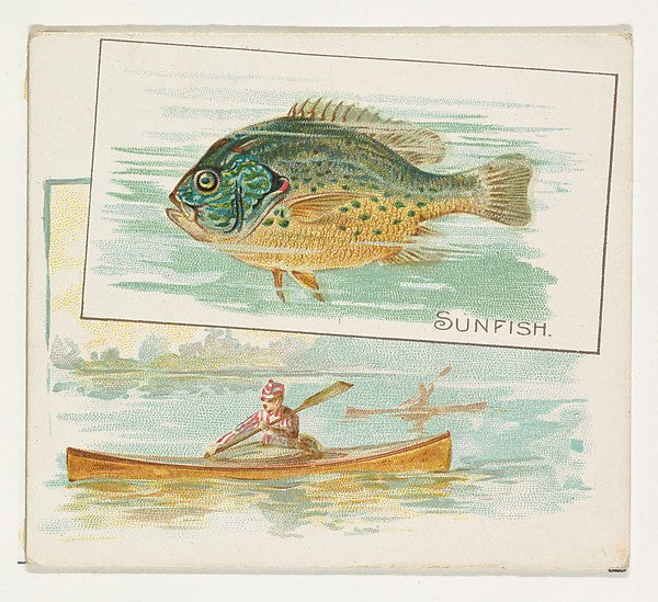 :Sunfish from Fish from American Waters series for Allen & G-16x12"(A3) Poster