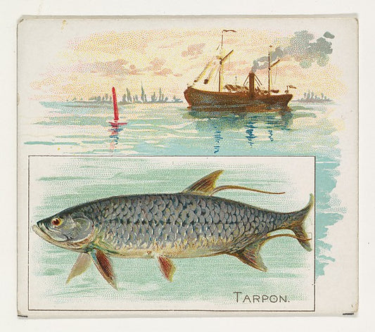 :Tarpon from Fish from American Waters series for Allen & Gi-16x12"(A3) Poster