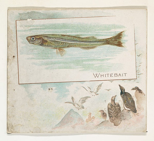 :Whitebait from Fish from American Waters series for Allen &-16x12"(A3) Poster