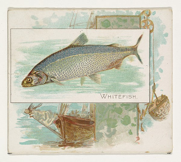 :Whitefish from Fish from American Waters series for Allen &-16x12"(A3) Poster
