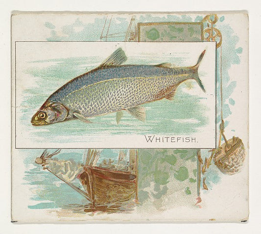 :Whitefish from Fish from American Waters series for Allen &-16x12"(A3) Poster