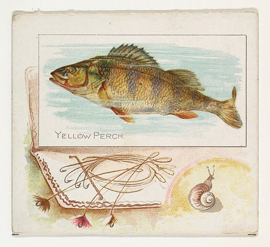 :Yellow Perch from Fish from American Waters series for Alle-16x12"(A3) Poster