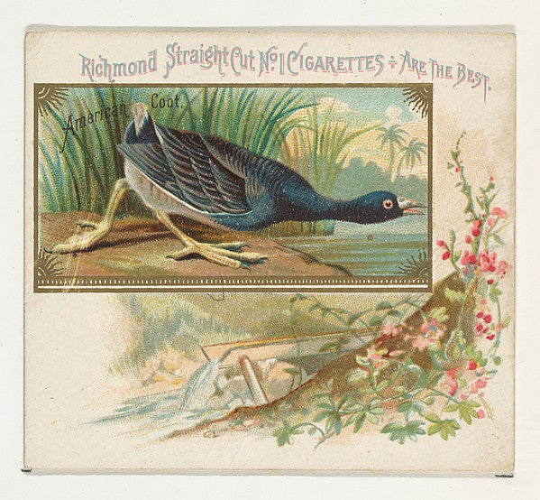 :American Coot from the Game Birds series for Allen & Ginter-16x12"(A3) Poster