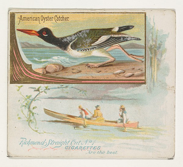 :American Oyster Catcher from the Game Birds series for Alle-16x12"(A3) Poster
