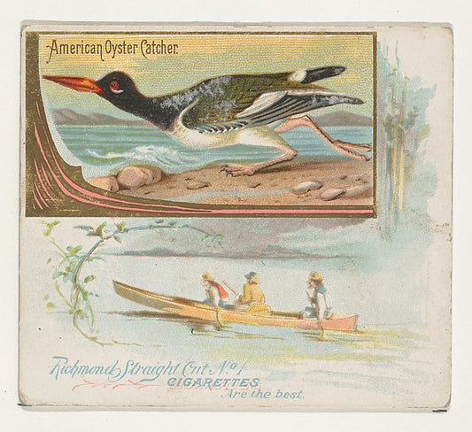 :American Oyster Catcher from the Game Birds series for Alle-16x12"(A3) Poster