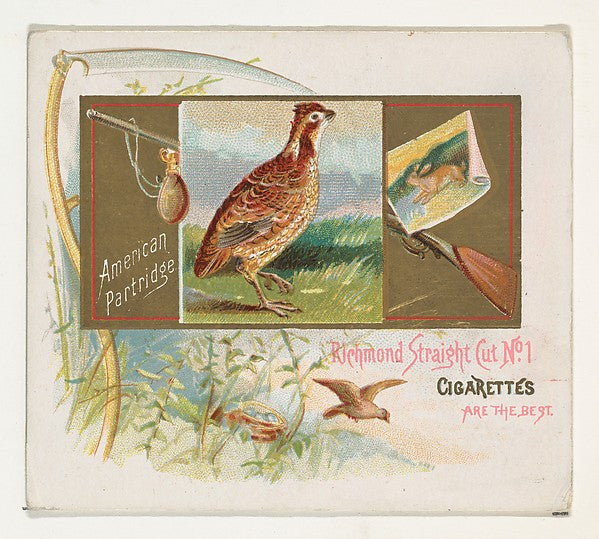 :American Partridge from the Game Birds series for Allen & G-16x12"(A3) Poster