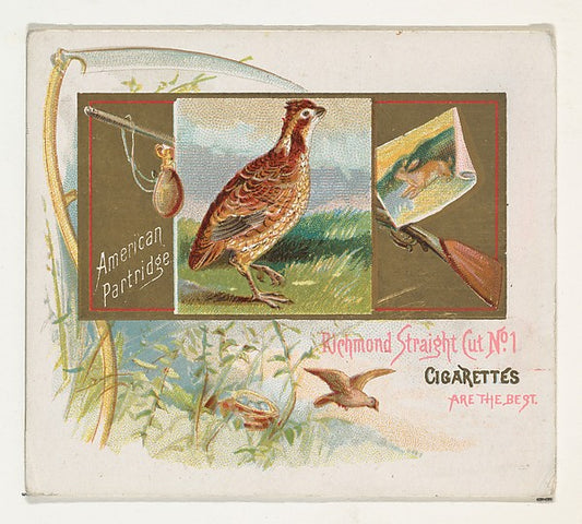 :American Partridge from the Game Birds series for Allen & G-16x12"(A3) Poster