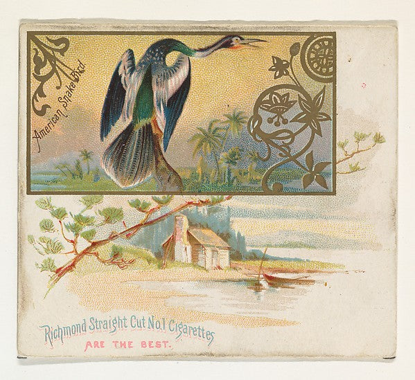 :American Snake Bird from the Game Birds series for Allen & -16x12"(A3) Poster