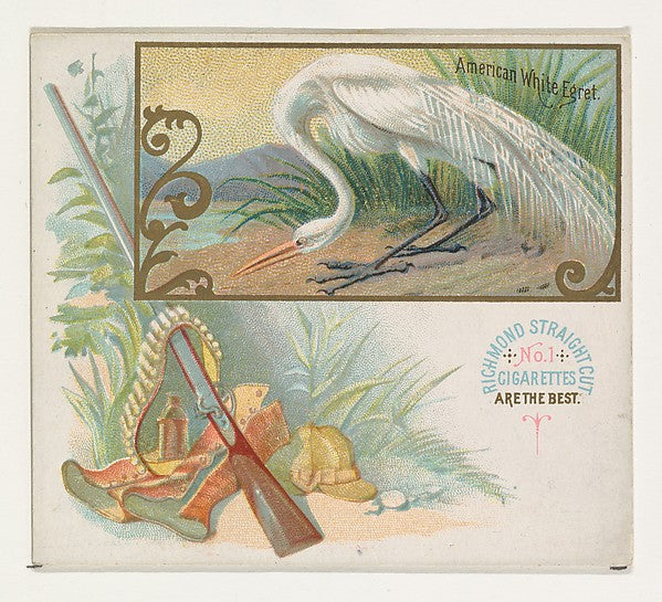 :American White Egret from the Game Birds series for Allen &-16x12"(A3) Poster