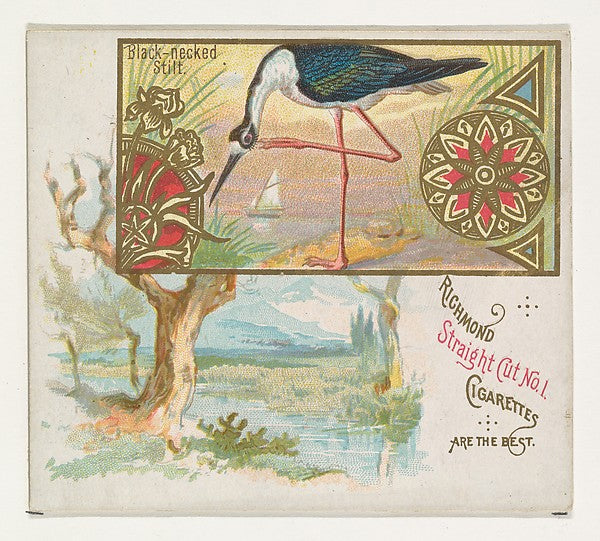 :Black-necked Stilt from the Game Birds series for Allen & G-16x12"(A3) Poster