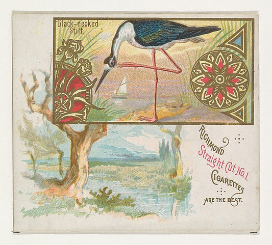 :Black-necked Stilt from the Game Birds series for Allen & G-16x12"(A3) Poster