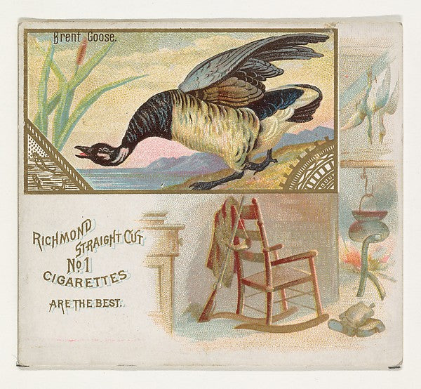 :Brent Goose from the Game Birds series for Allen & Ginter C-16x12"(A3) Poster