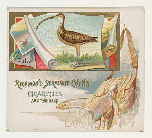 :Curlew from the Game Birds series for Allen & Ginter Cigare-16x12"(A3) Poster