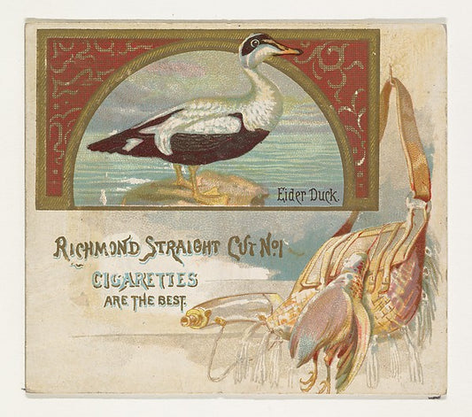 :Eider Duck from the Game Birds series for Allen & Ginter Ci-16x12"(A3) Poster
