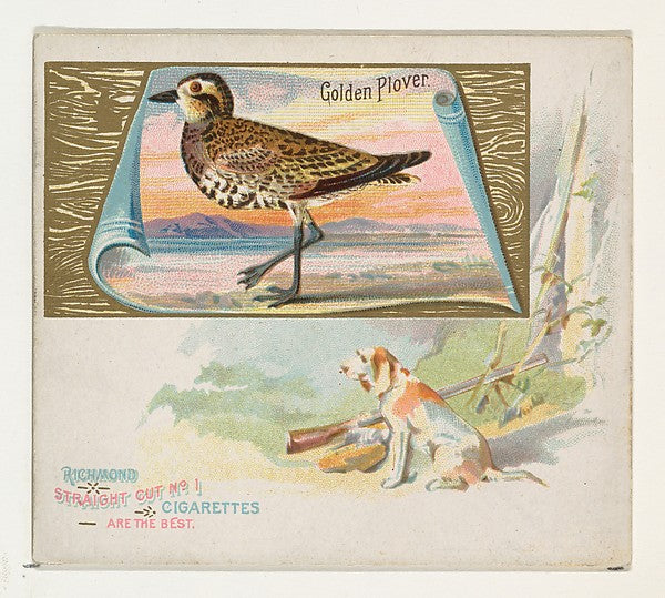 :Golden Plover from the Game Birds series for Allen & Ginter-16x12"(A3) Poster