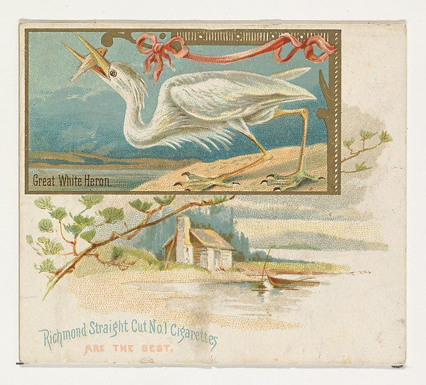 :Great White Heron from the Game Birds series for Allen & Gi-16x12"(A3) Poster