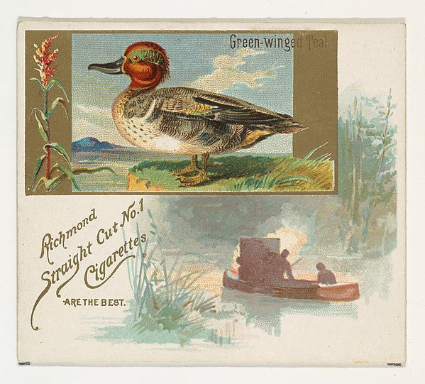 :Green-winged Teal from the Game Birds series for Allen & Gi-16x12"(A3) Poster