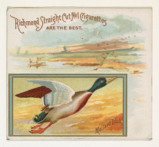 :Mallard Duck from the Game Birds series for Allen & Ginter -16x12"(A3) Poster