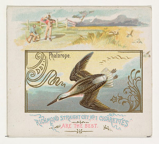 :Phalarope from the Game Birds series for Allen & Ginter Cig-16x12"(A3) Poster