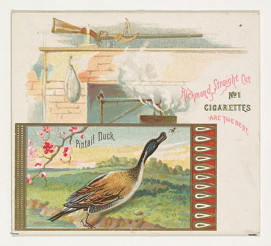 :Pintail Duck from the Game Birds series for Allen & Ginter -16x12"(A3) Poster