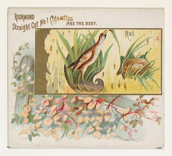 :Rail from the Game Birds series for Allen & Ginter Cigarett-16x12"(A3) Poster