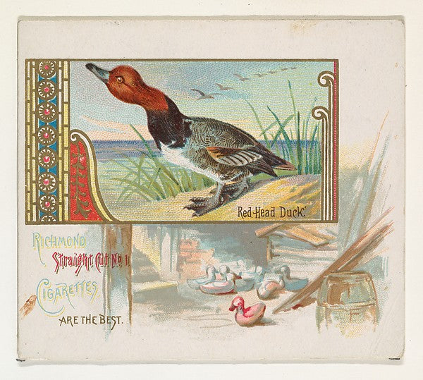 :Red Head Duck from the Game Birds series for Allen & Ginter-16x12"(A3) Poster