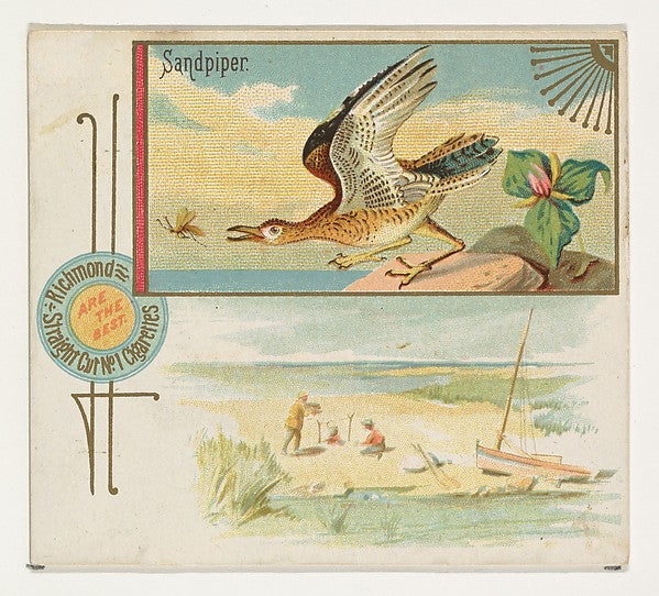:Sandpiper from the Game Birds series for Allen & Ginter Cig-16x12"(A3) Poster