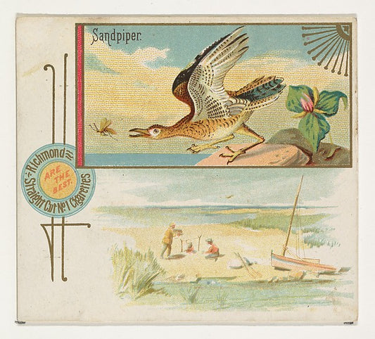 :Sandpiper from the Game Birds series for Allen & Ginter Cig-16x12"(A3) Poster