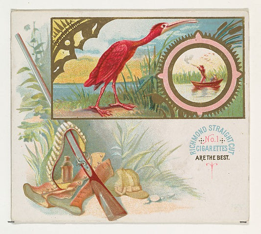 :Scarlet Ibis from the Game Birds series for Allen & Ginter -16x12"(A3) Poster