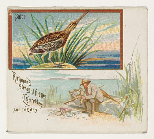 :Snipe from the Game Birds series for Allen & Ginter Cigaret-16x12"(A3) Poster