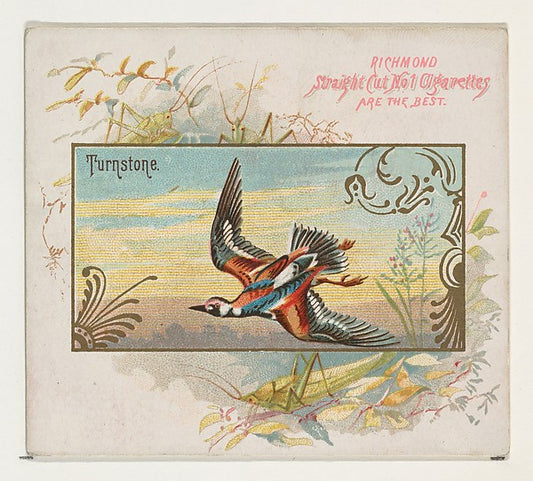 :Turnstone from the Game Birds series for Allen & Ginter Cig-16x12"(A3) Poster