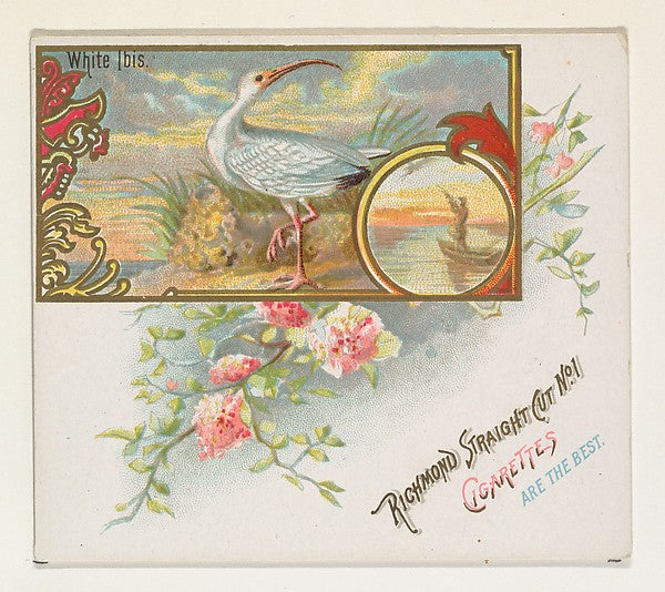 :White Ibis from the Game Birds series for Allen & Ginter Ci-16x12"(A3) Poster