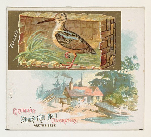 :Woodcock from the Game Birds series for Allen & Ginter Ciga-16x12"(A3) Poster