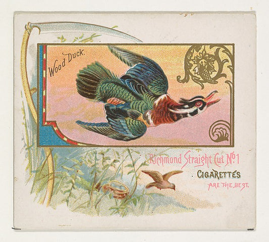 :Wood Duck from the Game Birds series for Allen & Ginter Cig-16x12"(A3) Poster