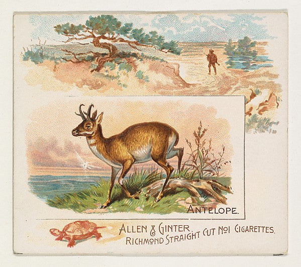 :Antelope from Quadrupeds series for Allen & Ginter Cigarett-16x12"(A3) Poster