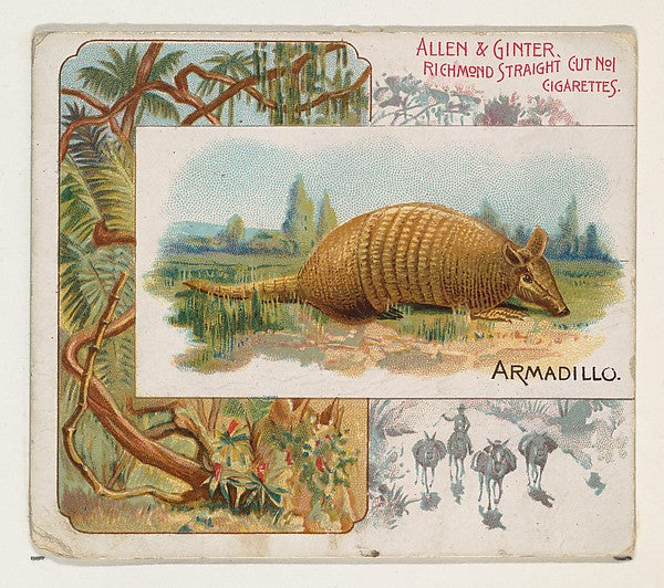 :Armadillo from Quadrupeds series for Allen & Ginter Cigaret-16x12"(A3) Poster