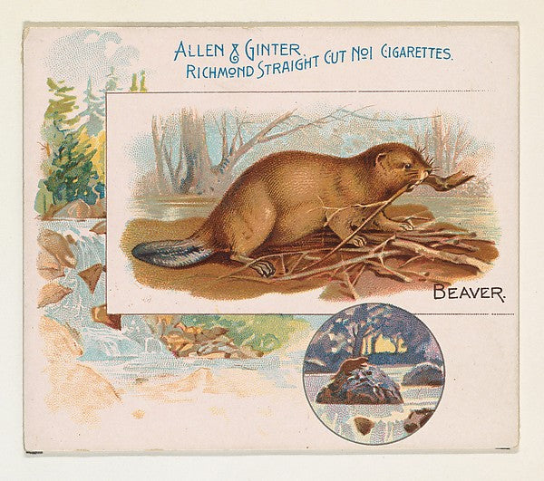:Beaver from Quadrupeds series for Allen & Ginter Cigarettes-16x12"(A3) Poster