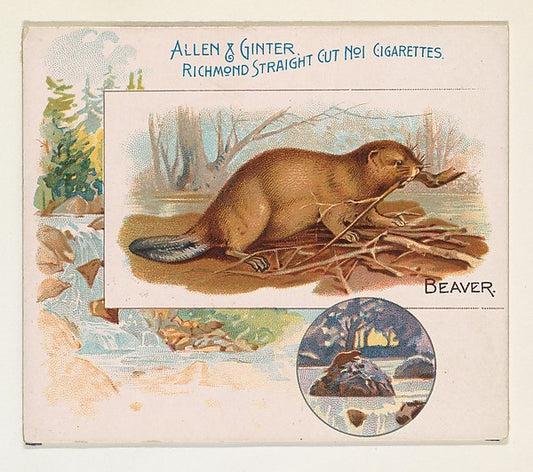 :Beaver from Quadrupeds series for Allen & Ginter Cigarettes-16x12"(A3) Poster