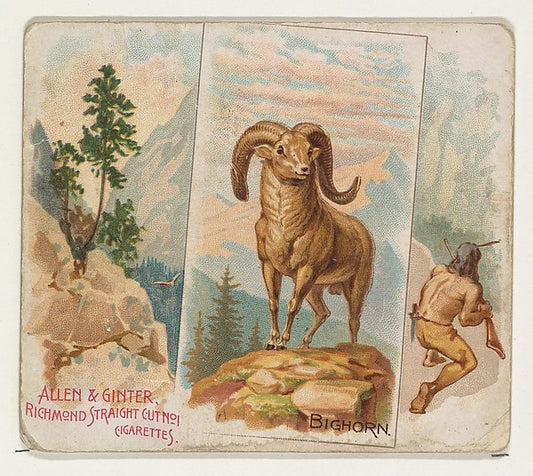 :Bighorn from Quadrupeds series for Allen & Ginter Cigarette-16x12"(A3) Poster