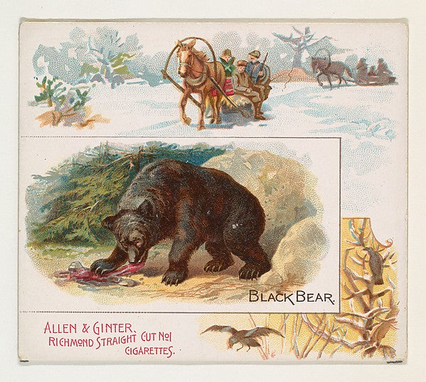 :Black Bear from Quadrupeds series for Allen & Ginter Cigare-16x12"(A3) Poster