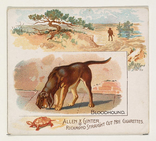 :Bloodhound from Quadrupeds series for Allen & Ginter Cigare-16x12"(A3) Poster