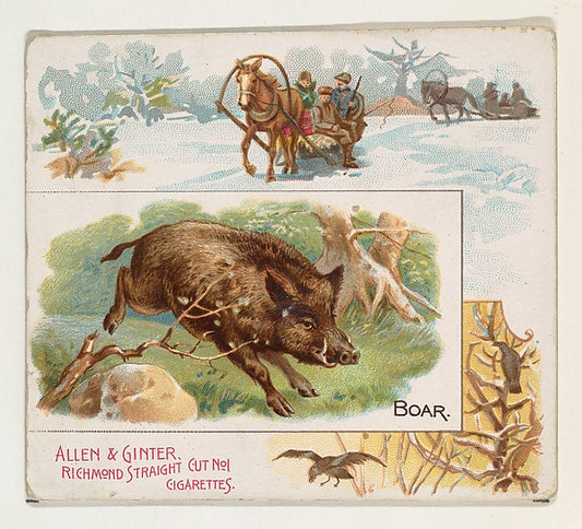 :Boar from Quadrupeds series for Allen & Ginter Cigarettes 1-16x12"(A3) Poster
