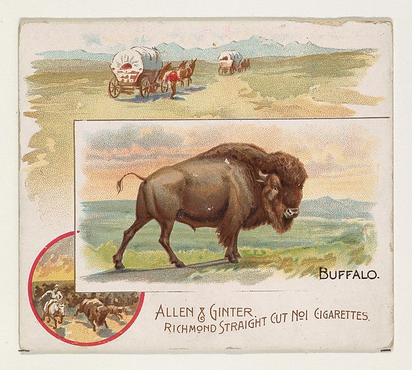 :Buffalo from Quadrupeds series for Allen & Ginter Cigarette-16x12"(A3) Poster