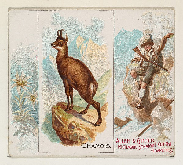 :Chamois from Quadrupeds series for Allen & Ginter Cigarette-16x12"(A3) Poster