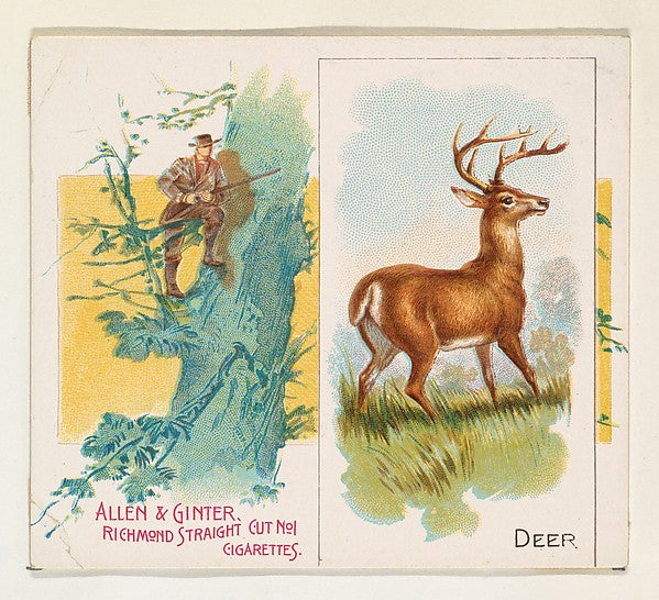 :Deer from Quadrupeds series for Allen & Ginter Cigarettes 1-16x12"(A3) Poster